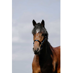 Capezzina Riding World Cushion Marina Blu marino