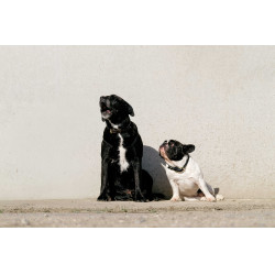 Collare e guinzaglio per cane EQUITHÈME - Max Nero