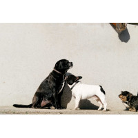 Collare e guinzaglio per cane Equithème Max Nero