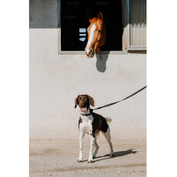 Collare per cane EQUITHÈME - Nala Nero