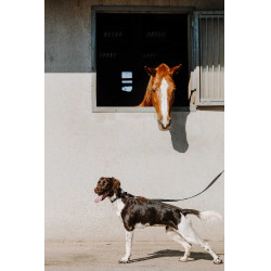 Collare per cane EQUITHÈME - Nala Nero