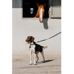 Collare per cane EQUITHÈME - Nala Nero