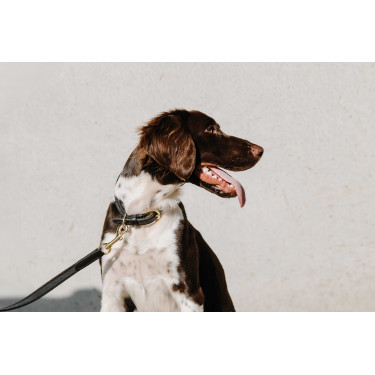 Collare per cane EQUITHÈME - Nala Nero