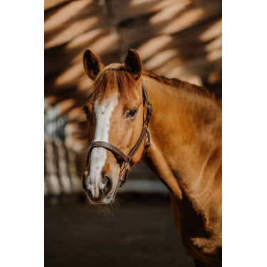 Capezza Norton US Avana Marrone