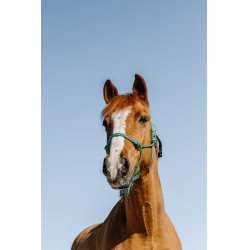 Capezza etologica Norton Glim Verde chiaro / argento