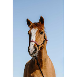 Testiera etologica + corda Norton Svezia Nero / rosa