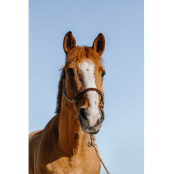 Testiera etologica + corda Norton Svezia Beige / marrone