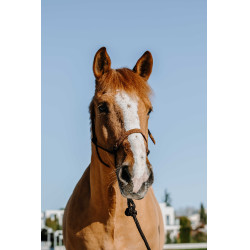 Testiera etologica + corda Norton Svezia Marrone / marrone chiaro