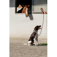Guinzaglio per cane con manico EQUITHÈME - Haspen Nero / manico arancione