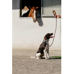 Guinzaglio per cane con manico EQUITHÈME - Haspen Nero / manico arancione