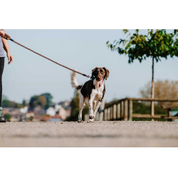 Guinzaglio per cane con manico EQUITHÈME - Haspen Nero / manico arancione