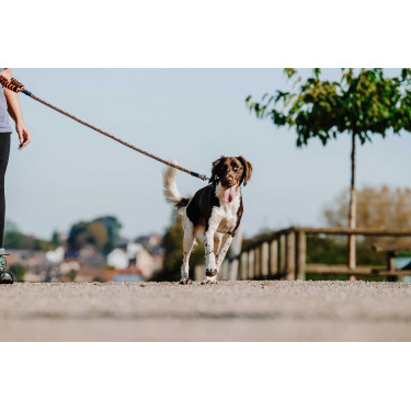 Guinzaglio per cane con manico EQUITHÈME - Haspen Nero / manico arancione Guinzaglio per cane con manico EQUITHÈME - Haspen Nero / manico arancione