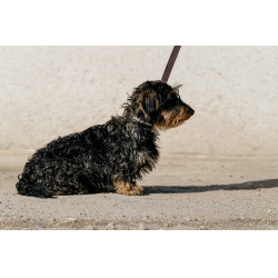 Collare e guinzaglio per cane EQUITHÈME - Max Marrone