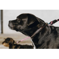 Collare e guinzaglio per cane EQUITHÈME - Max Marrone