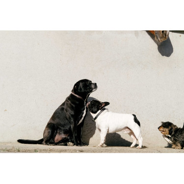 Collare e guinzaglio per cane EQUITHÈME - Max