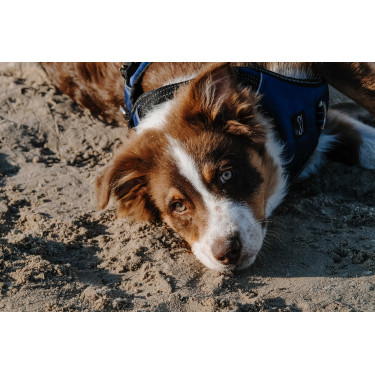 Imbracatura per cani RIDING WORLD - Simba Marina Blu marino