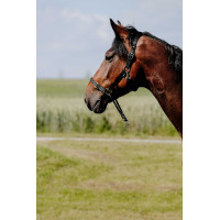 Capezzina Educativa Norton