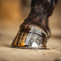 Olio per zoccoli Carr & Day & Martin Tea Tree