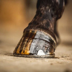 Olio per zoccoli Carr & Day & Martin Tea Tree Olio per zoccoli Carr & Day & Martin Tea Tree