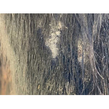 Shampoo Animaderm Tea Tree Shampoo Animaderm Tea Tree