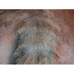 Shampoo Animaderm Tea Tree Shampoo Animaderm Tea Tree