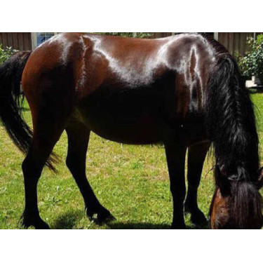 Shampoo Animaderm Tea Tree Shampoo Animaderm Tea Tree