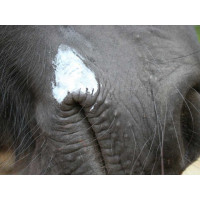 Balsamo Animaderm Natjely