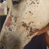 Rigenerante Animaderm Cutene