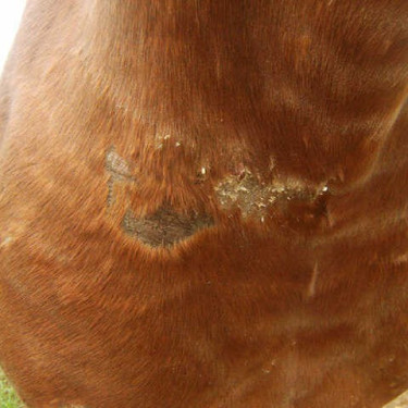 Rigenerante Animaderm Cutene