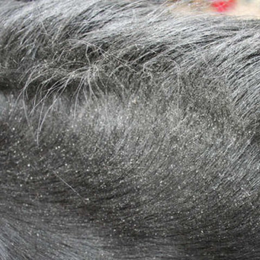 Repellente Animaderm Derfly