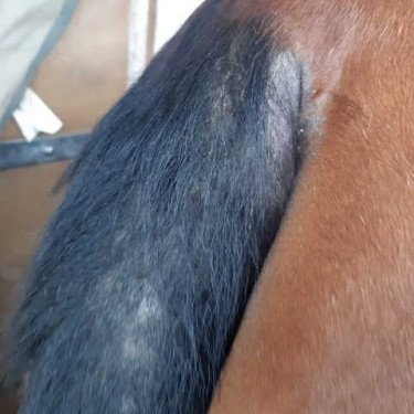 Repellente Animaderm Derfly