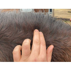 Lozione Animaderm Clear