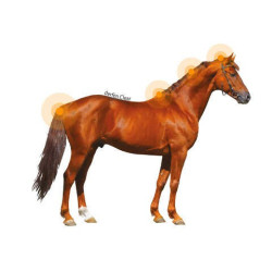 Lozione Animaderm Clear