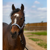 Capestro Equithème Nylon Check Blu navy / nero