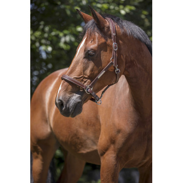 Capezza in cuoio Norton Pro Grooming Avana Marrone
