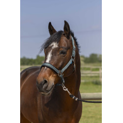 Capezza Norton 4lines Verde scuro Capezza Norton 4lines Verde scuro