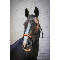 Capestro etologico Pénélope americano Nero