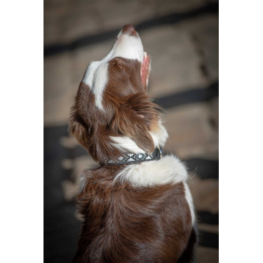 Collare per cane Pénélope Pearl Nero / bianco