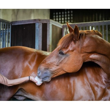 Pietra da leccare Little Likit Pietra da leccare Little Likit