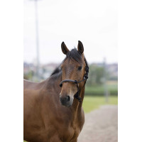 Testiera etologica Norton corda/sintetico Nero Testiera etologica Norton corda/sintetico Nero