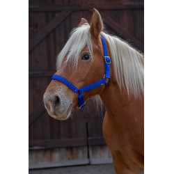 Capestro Norton Pro per cavallo da tiro Blu reale