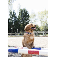 Collare in nylon Diego & Louna per cane Corallo / antracite Rosso