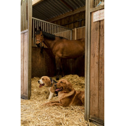 Collare in nylon Diego & Louna per cane