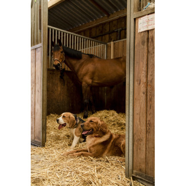 Collare in nylon Diego & Louna per cane