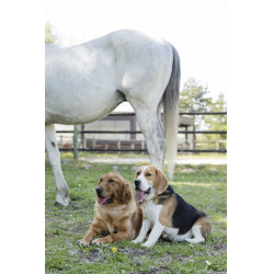 Collare in pelle Diego & Louna per cane Naturale Marrone