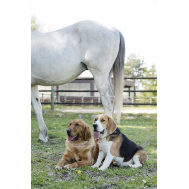 Collare in pelle Diego & Louna per cane Naturale Marrone