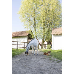 Collare in pelle Diego & Louna per cane Naturale Marrone