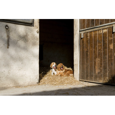 Collare in pelle Diego & Louna per cane Naturale Marrone