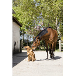 Collare in pelle Diego & Louna per cane Naturale Marrone