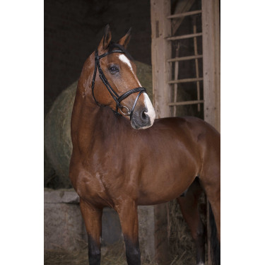 Briglia Norton Pro Combinata Nero Briglia Norton Pro Combinata Nero